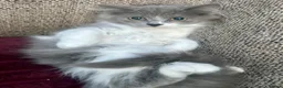 Siberian cats for sale: Pedigree Registered Siberian Kittens - Advert 1