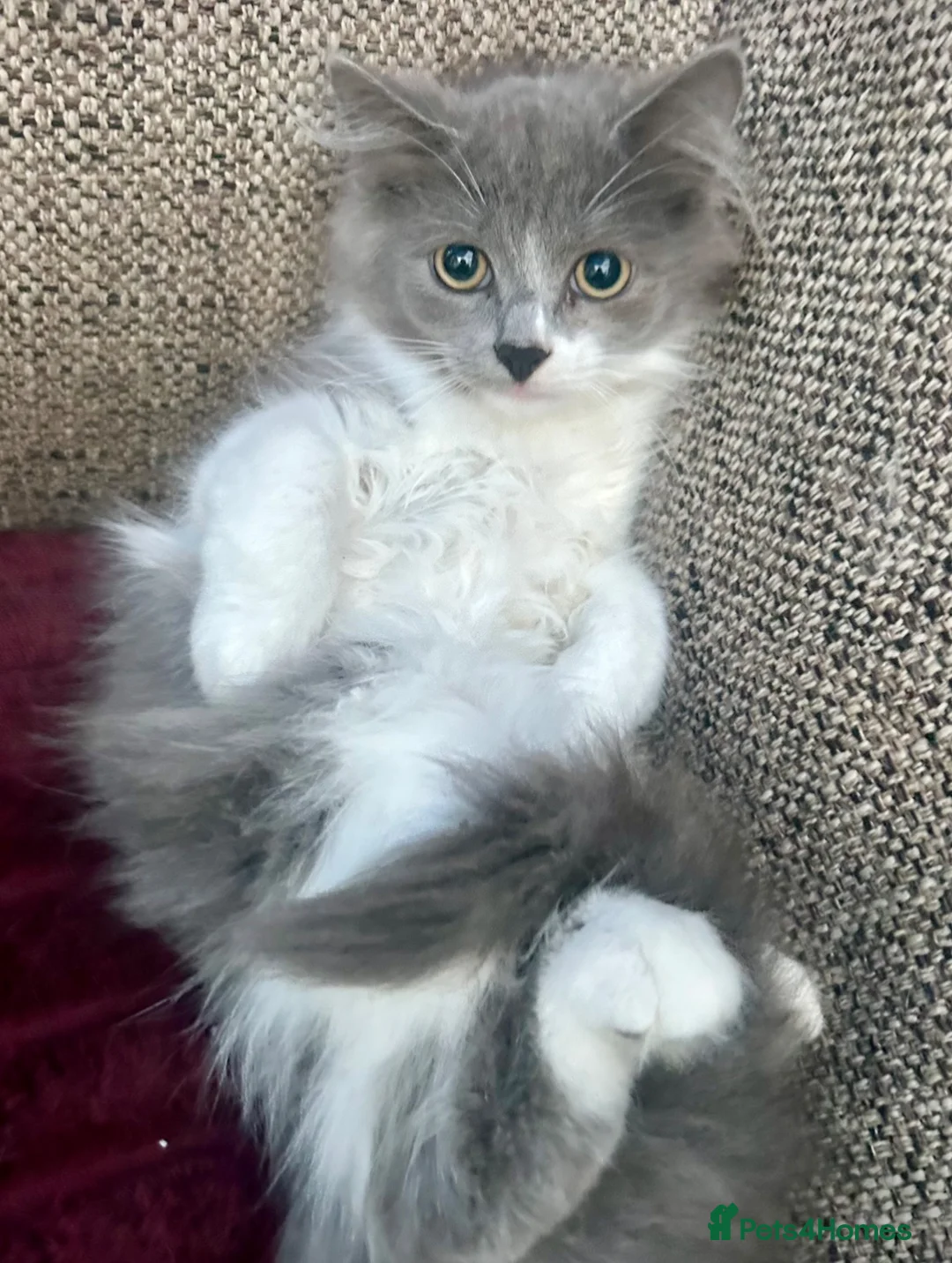 Siberian cats for sale: Pedigree Registered Siberian Kittens - Advert 1