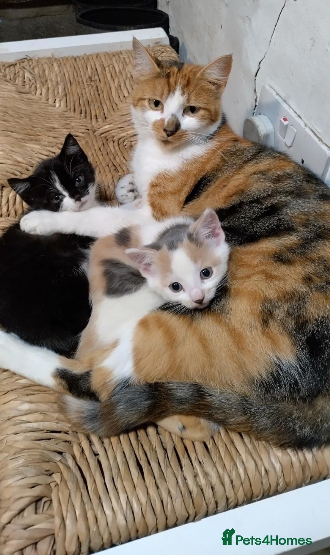 Mixed Breed cats for sale: Beautiful tortoiseshell kitten - Advert 1