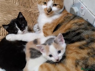 Mixed Breed cats Beautiful tortoiseshell kitten - Advert 1