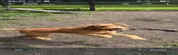 Irish Terrier dogs for sale: Beautiful Irish Terrier for sale - 1.5 years old  - Advert 5