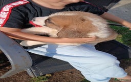 Saint Bernard dogs for sale: Saint Bernard puppies  - Image 5