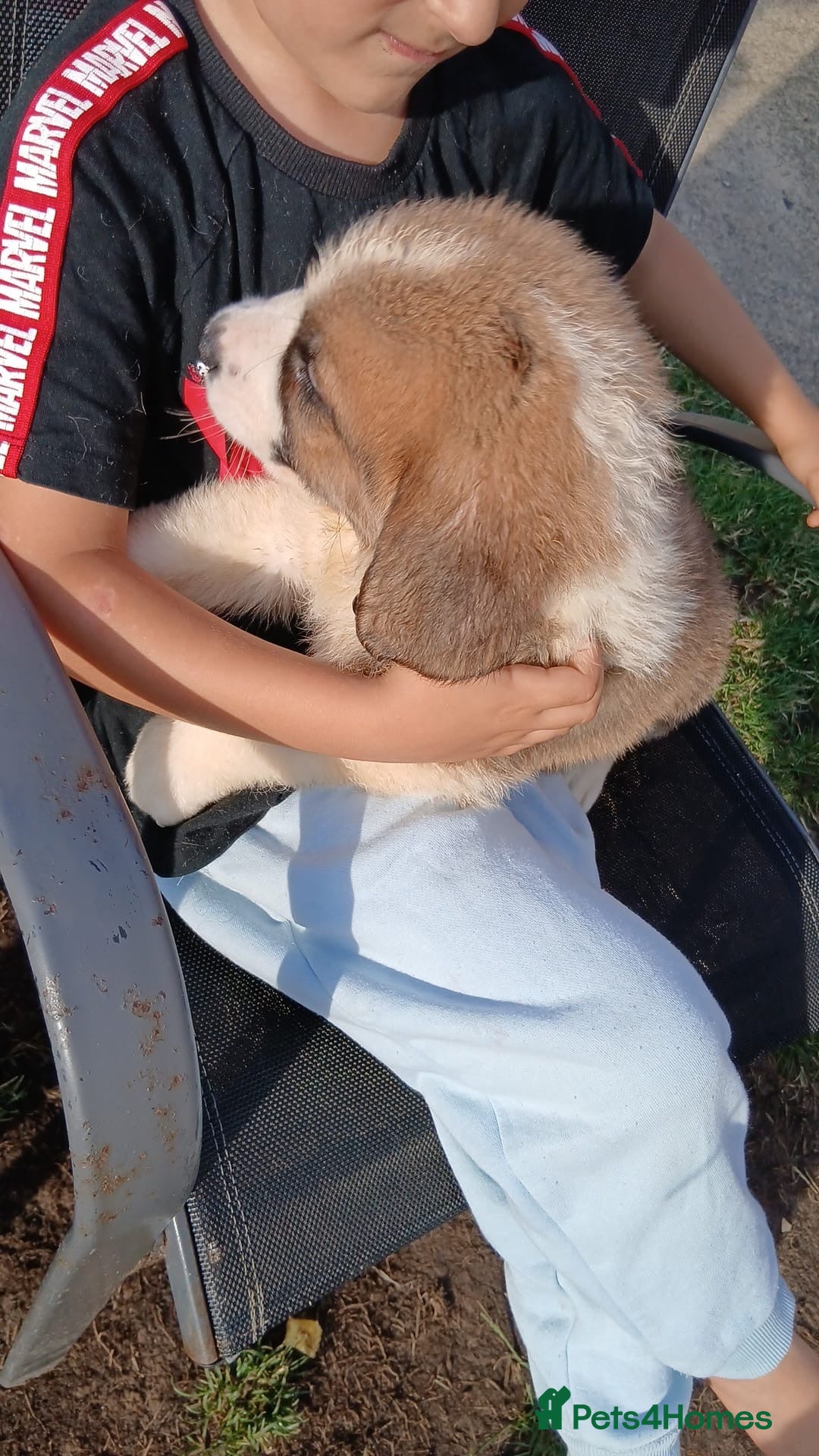 Saint Bernard dogs for sale: Saint Bernard puppies  - Image 5