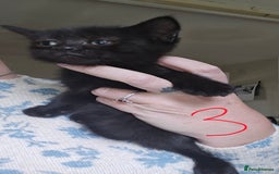 Mixed Breed cats for sale: 3 all black kittens  - Image 4