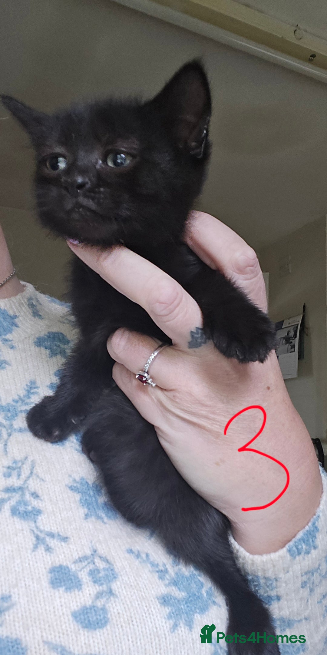 Mixed Breed cats for sale: 3 all black kittens  - Image 4