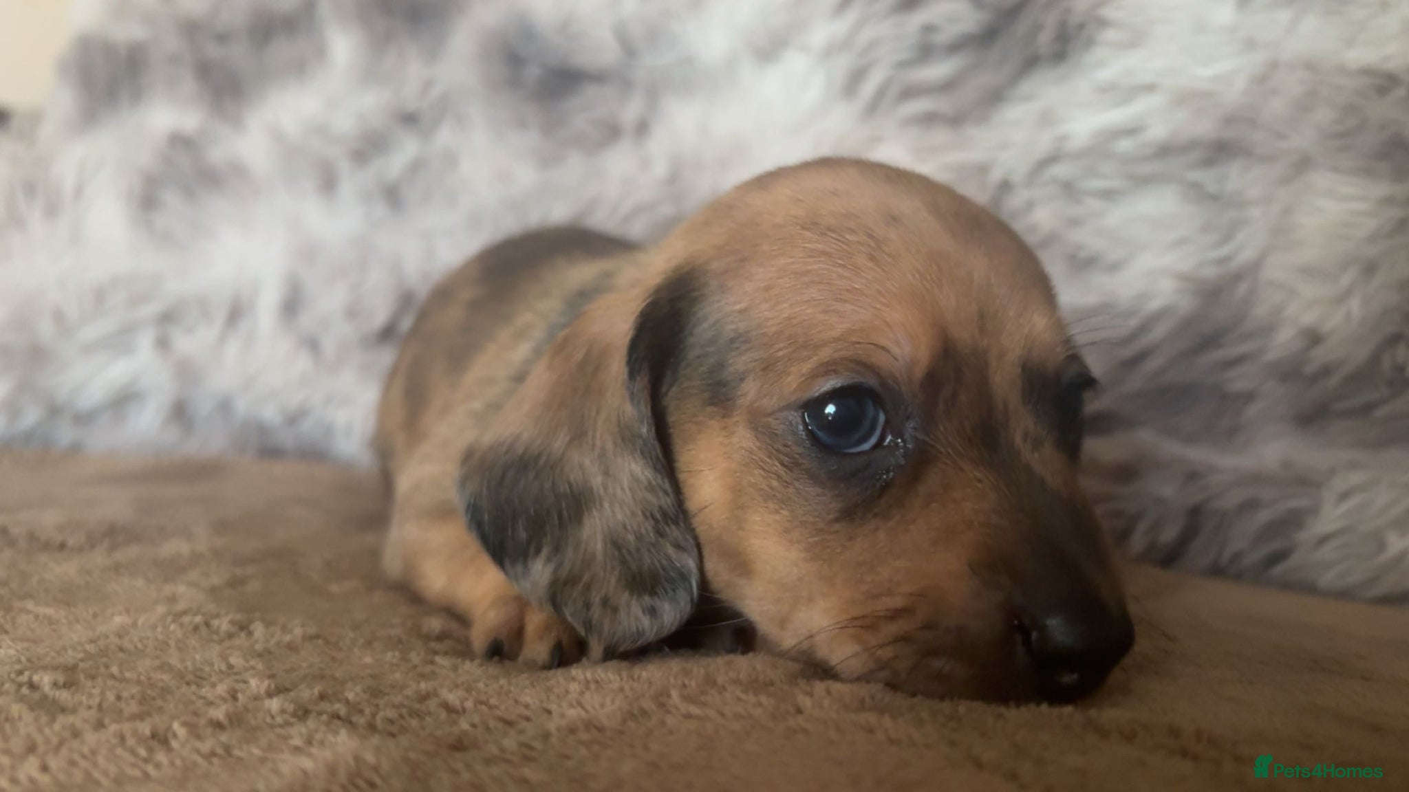 Dachshund dogs 1 beautiful dapple boy left to reserve  - Advert 20