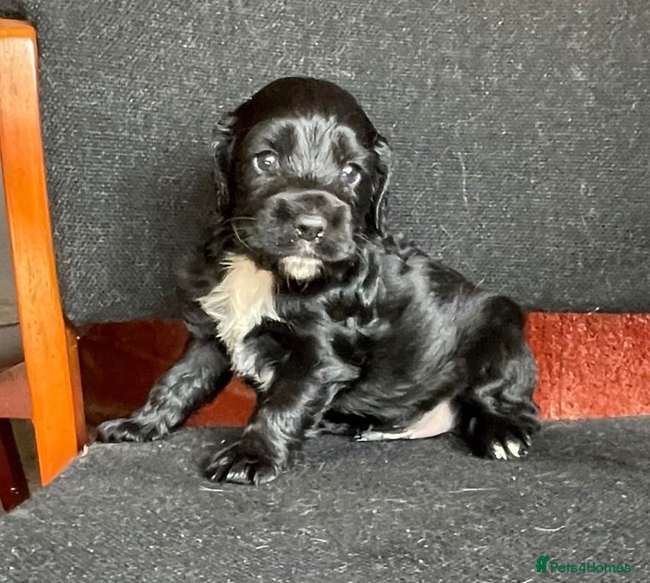 Cocker Spaniel dogs 3 beautiful cocker spaniel pups - Advert 2