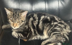 Mixed Breed cats for sale: Kittens for sale - Image 19