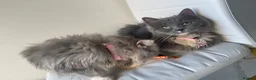Persian cats for sale: sweetest Persian Kittens you’ve ever met - Advert 8