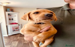 Labrador Retriever dogs for sale: Ready now!! Amazing red fox Labrador puppies  - Image 18