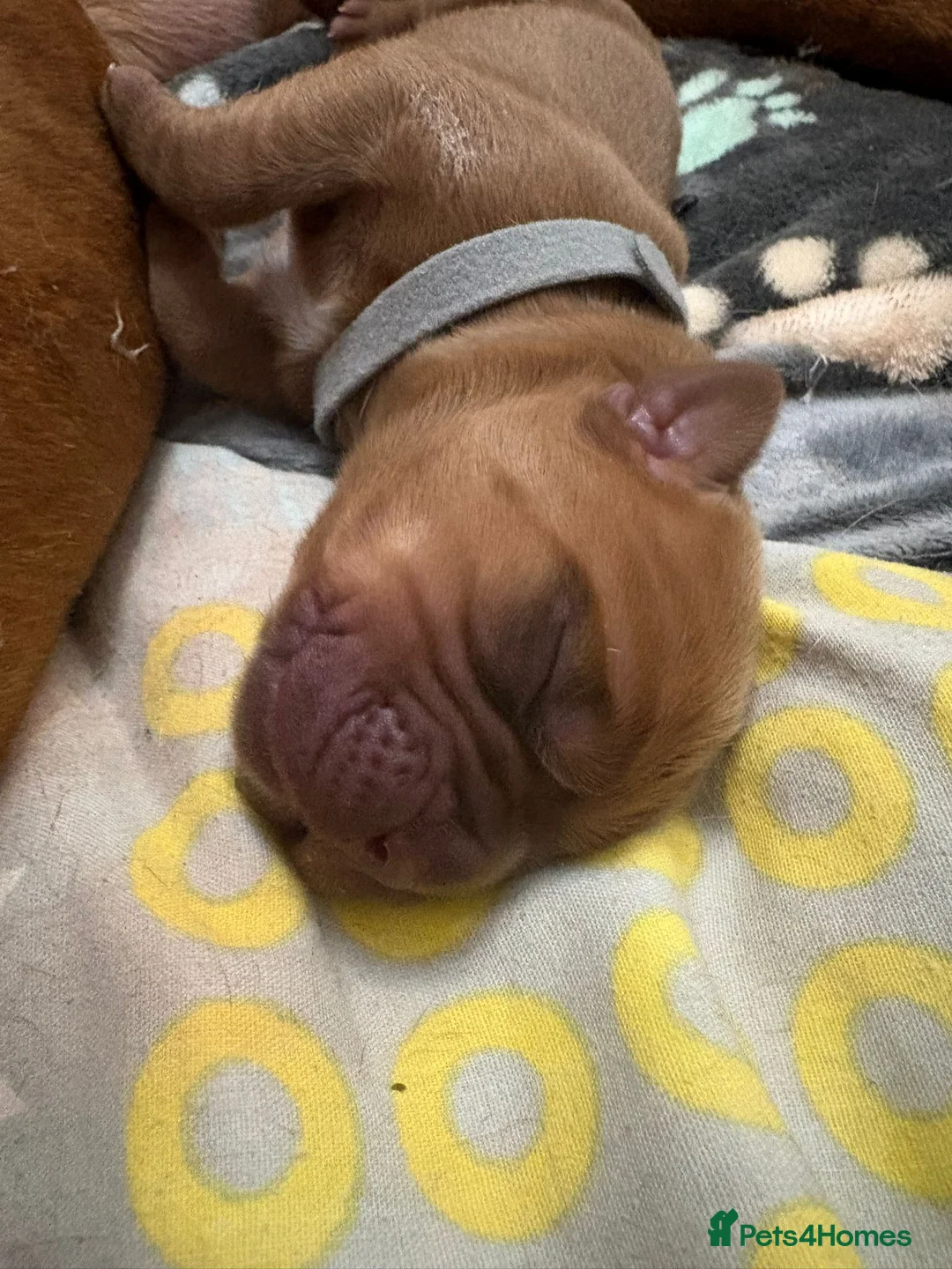 Dogue De Bordeaux dogs for sale: Outstanding Dogue de Bordeaux girls in Burnley - Advert 5