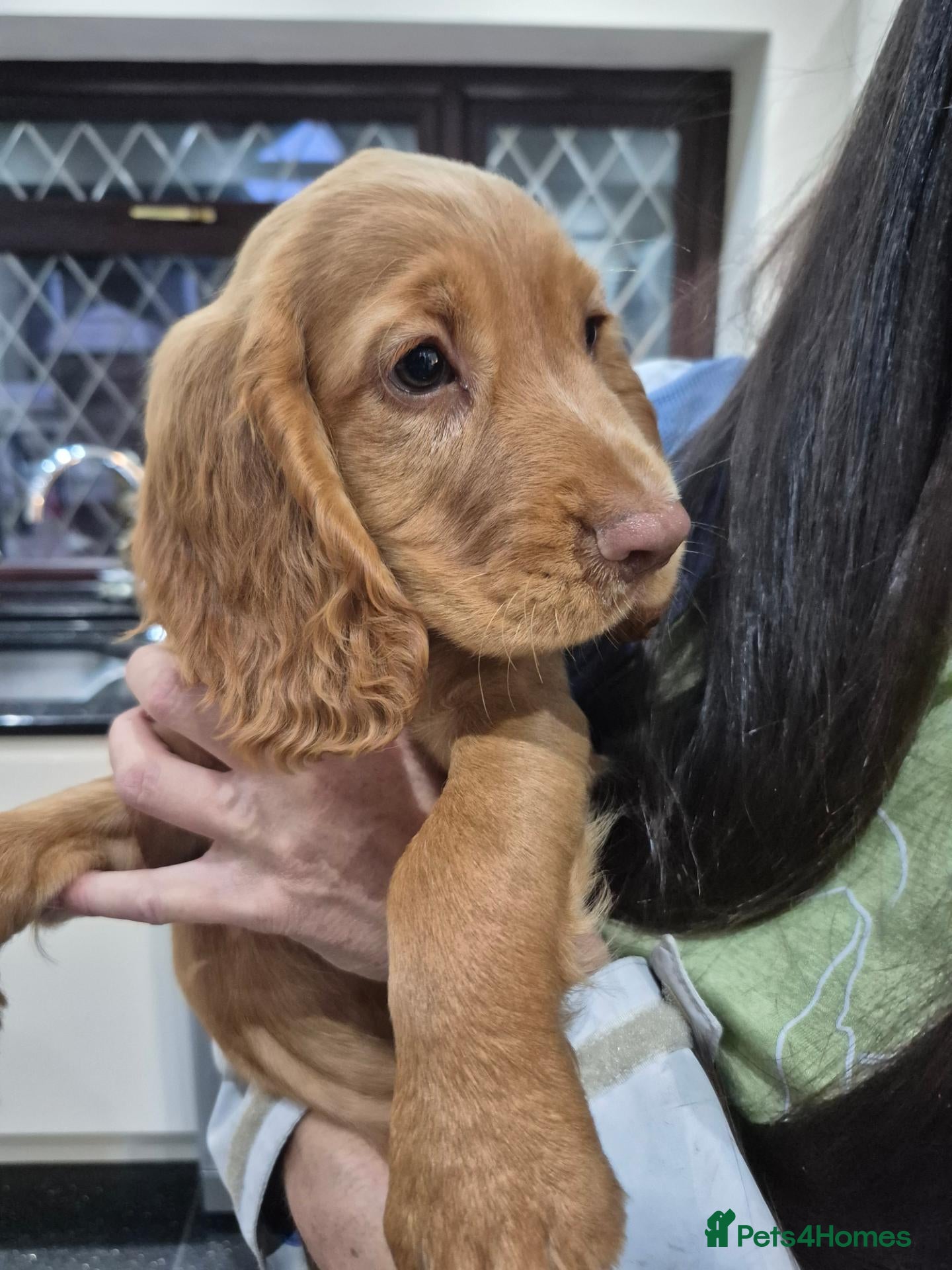 Cocker Spaniel dogs Cocker spaniel puppies  - Advert 2