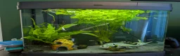 Other/Mixed Breed fish for sale: Fish Tank with Fish - Advert 2