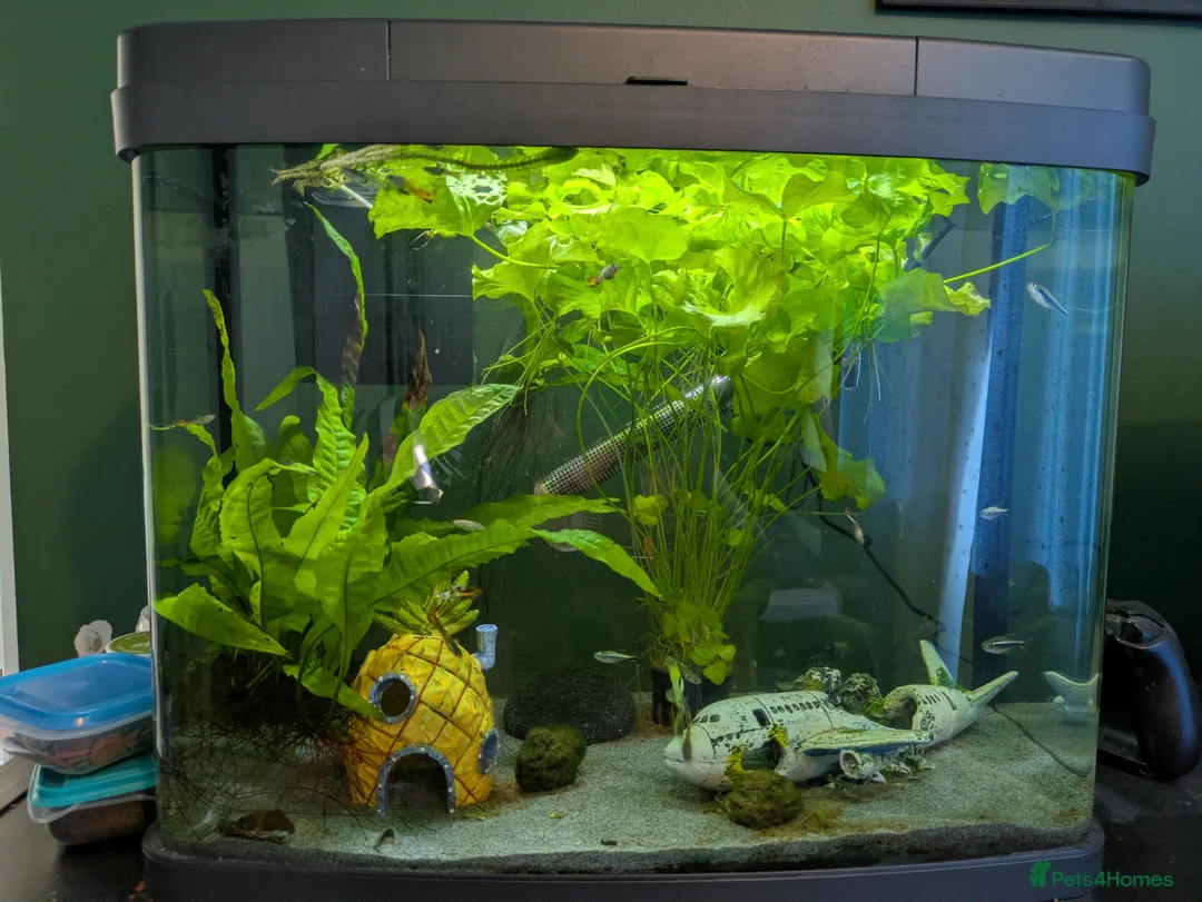 Other/Mixed Breed fish for sale: Fish Tank with Fish - Advert 2