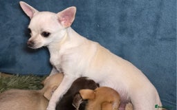 Mixed Breed dogs for sale: Chihuahua x jack males - Image 10