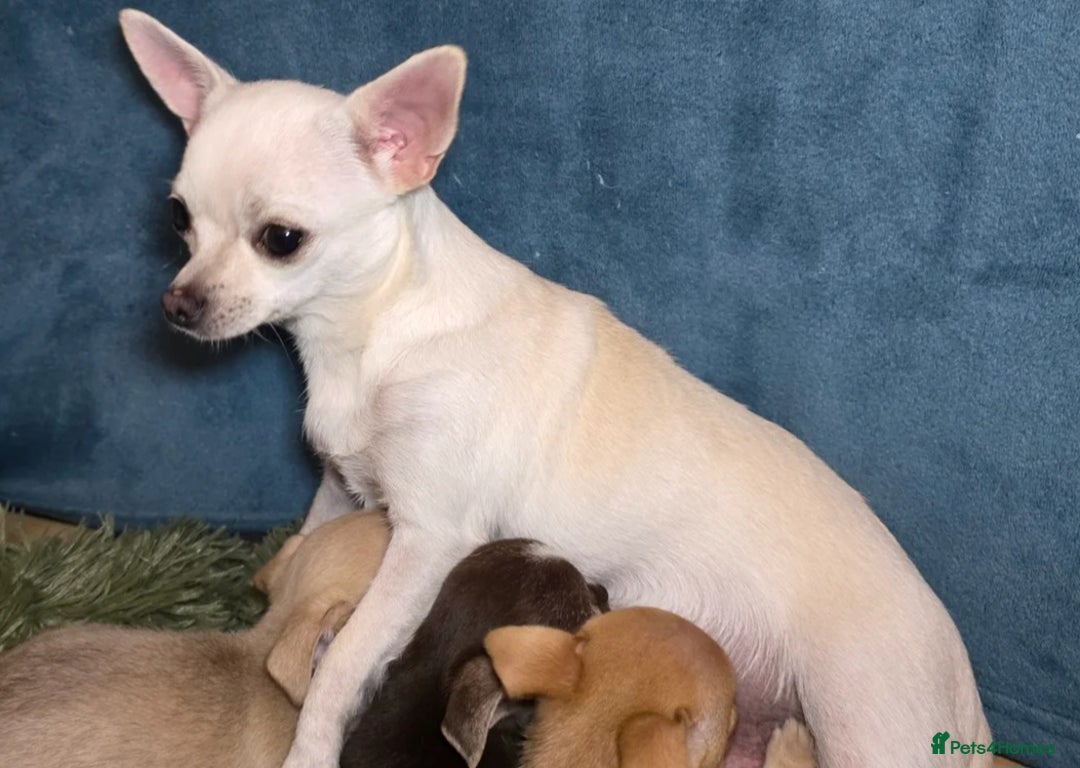 Mixed Breed dogs for sale: Chihuahua x jack males - Image 10