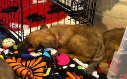 Briard dogs for sale: Amazing pedigree Briard Pups - Image 15