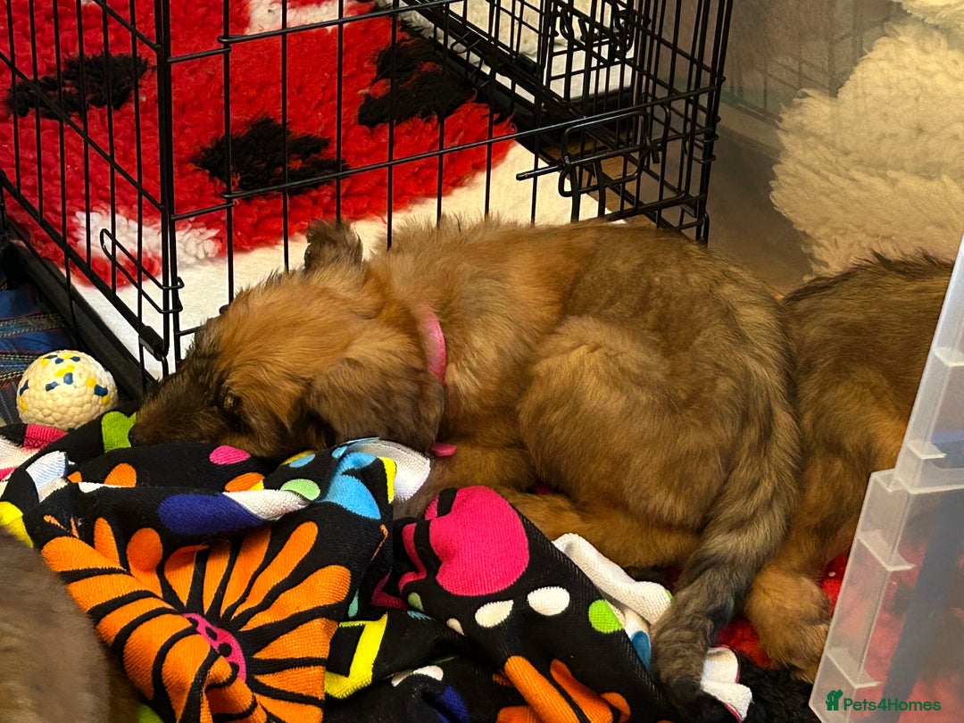 Briard dogs for sale: Amazing pedigree Briard Pups - Image 15
