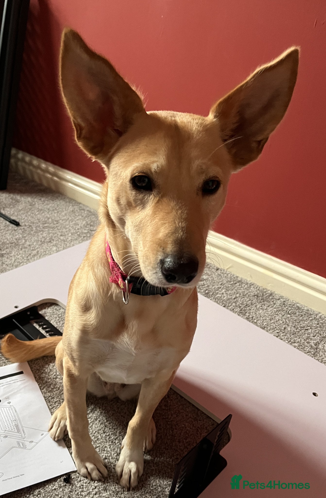 Mixed Breed dogs Amber is looking for her forever home - Advert 3