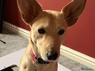 Mixed Breed dogs Amber is looking for her forever home - Advert 3