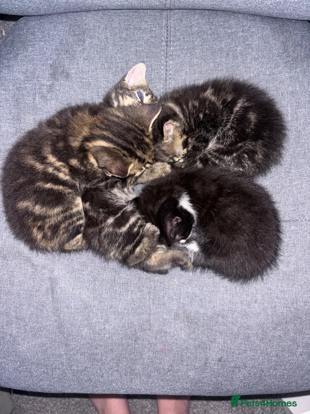 Domestic Shorthair cats for sale: 5 kittens looking for their new homes - Advert 5