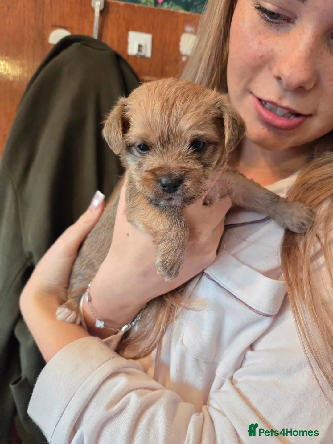 Mixed Breed dogs for sale: Tiny little adorable boys in Stockton-on-Tees - Advert 20