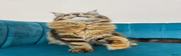 Maine Coon cats for sale: TICA Pedigree Registered Maine Coon Kittens - Advert 31