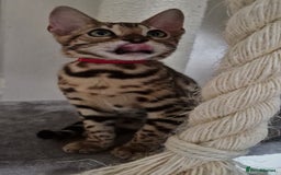 Bengal cats for sale: Last one😍Pure Bengal kittens❤️Ready to go😍 - Image 20