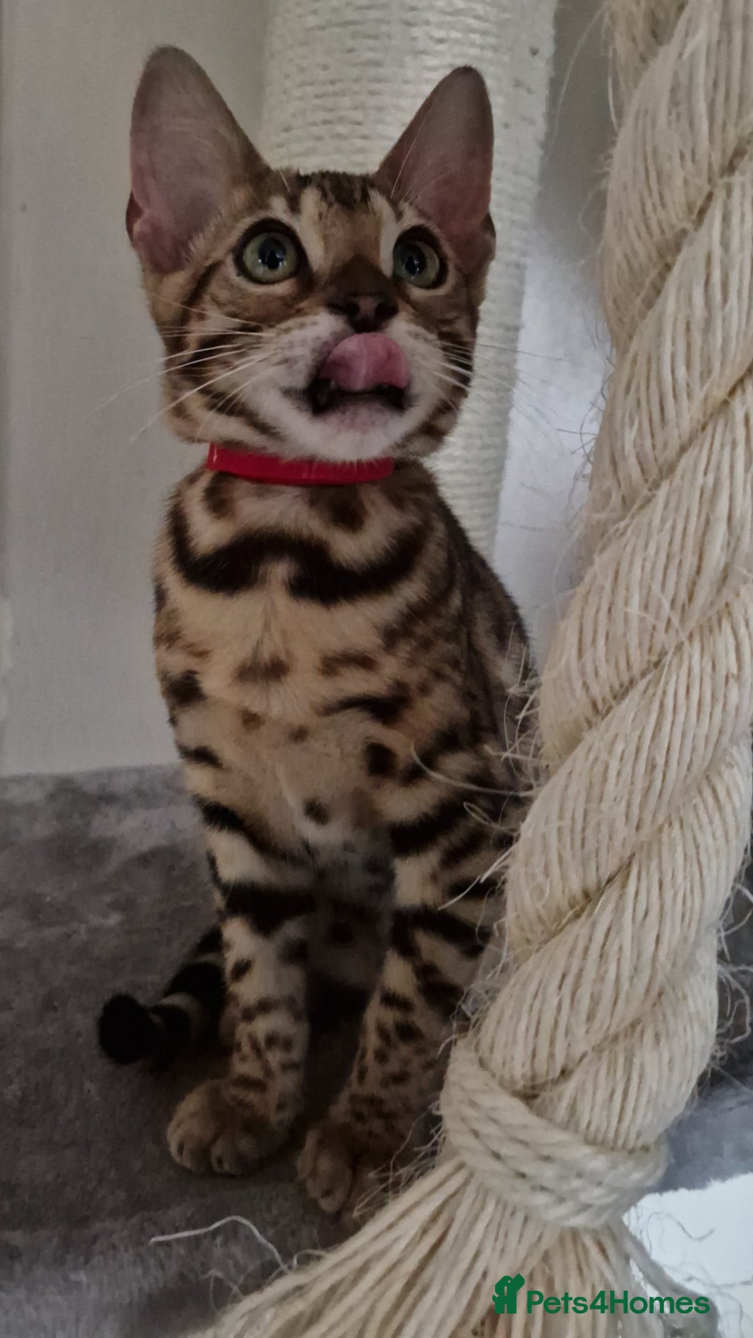 Bengal cats for sale: Last one😍Pure Bengal kittens❤️Ready to go😍 - Image 20