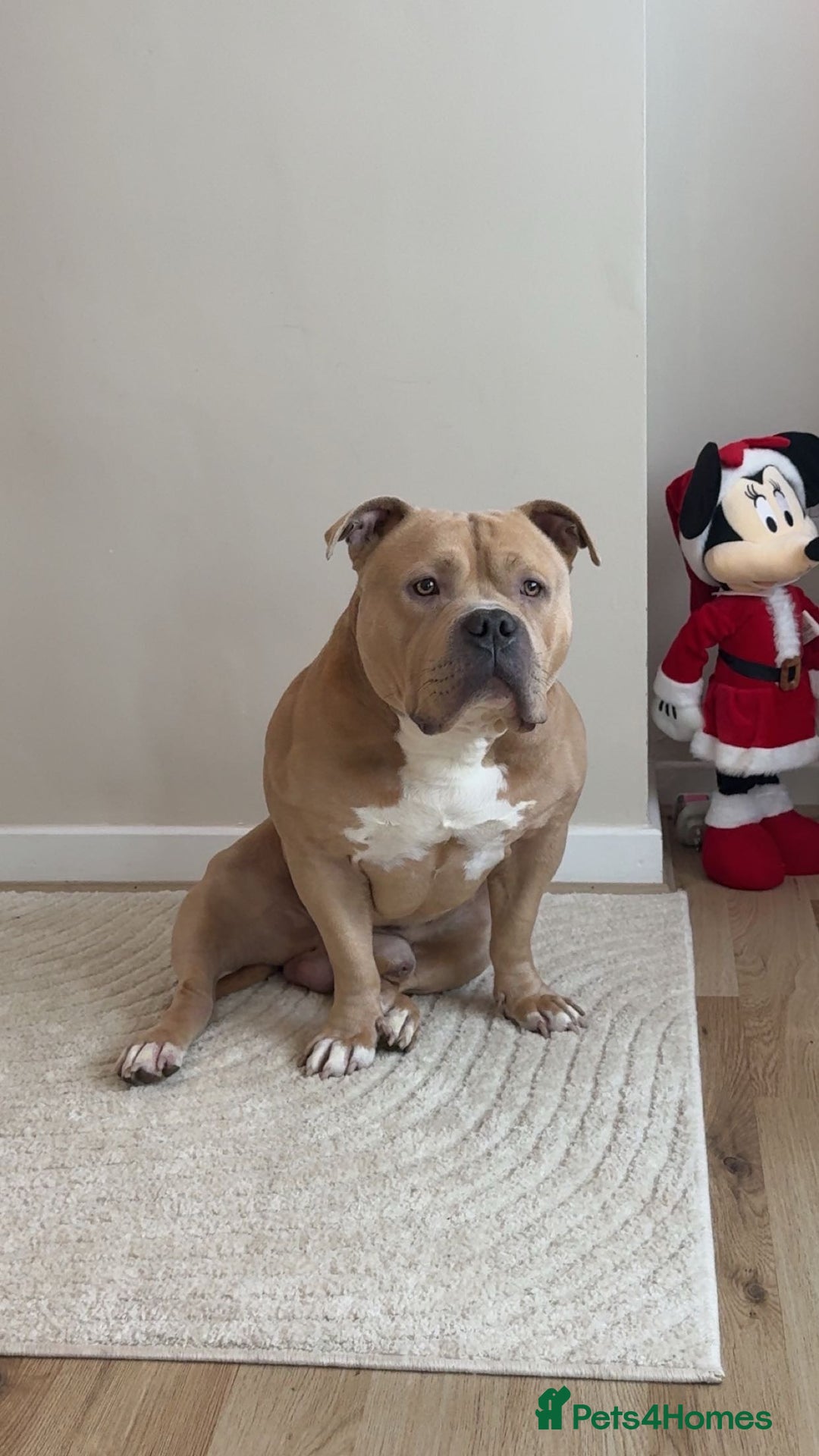 American Bulldog dogs for sale: Pocket bully - Advert 1