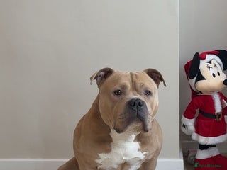 American Bulldog dogs Pocket bully - Advert 3