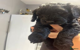 Sproodle dogs for sale: 2 boy pups available - Advert 5