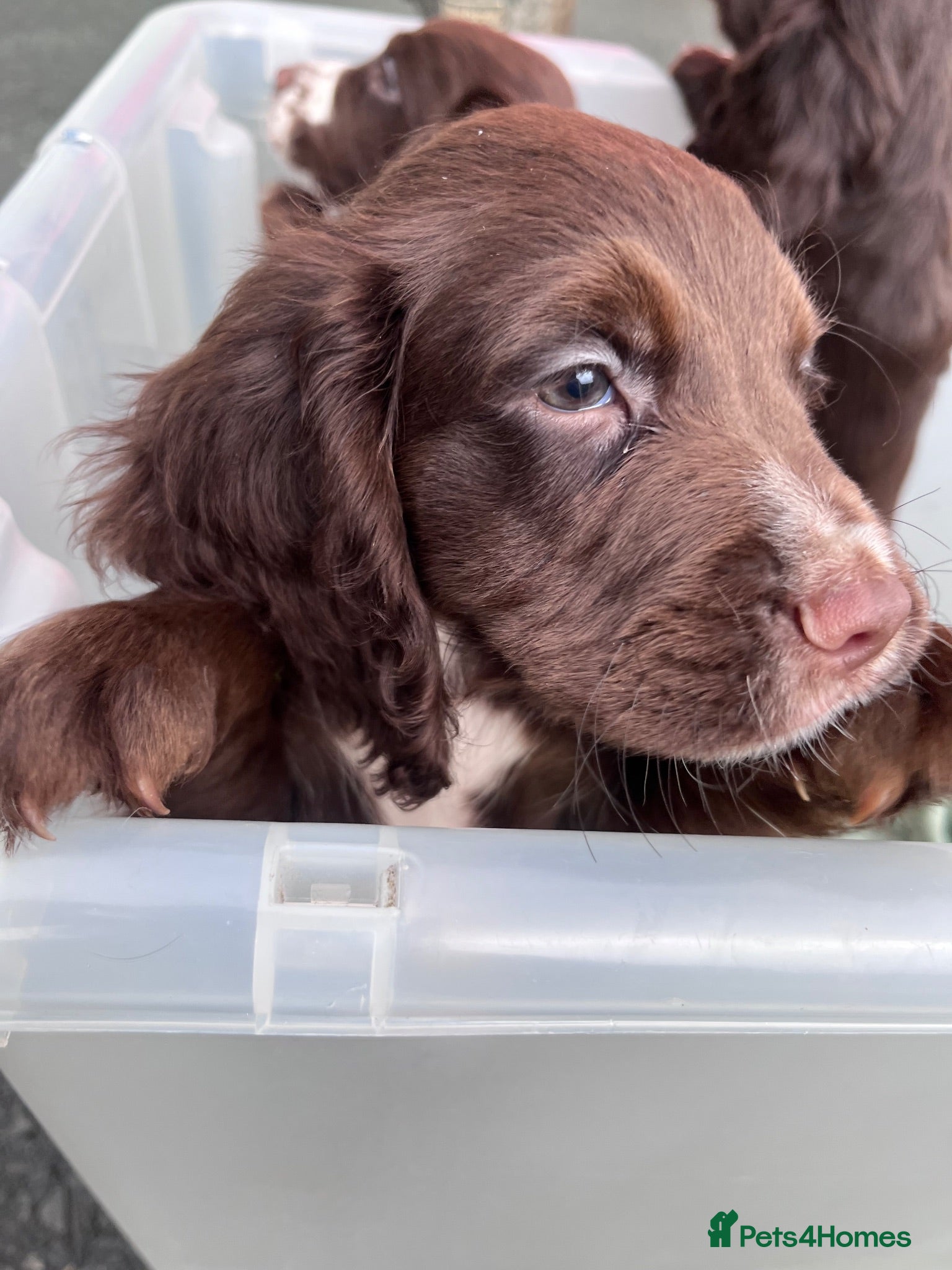 Cocker Spaniel dogs Ready Now KC reg Working Cocker Spaniels - Advert 11