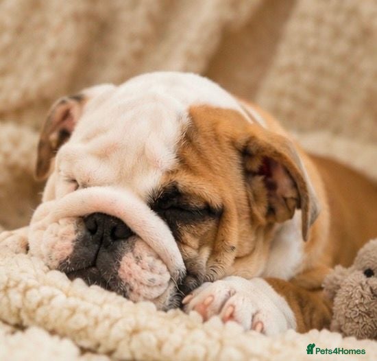 English Bulldog dogs 1 girl left! KC Bulldog Pups Champion Lines!!!!!!! - Advert 1