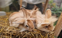 Lionhead rabbits for sale: Lovely ginger lionheads 3 girls 1 boy available - Image 7