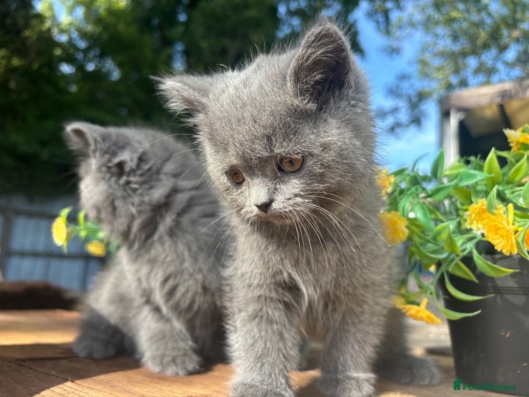 British Shorthair cats for sale: 3 PURE BSH kittens - Image 19