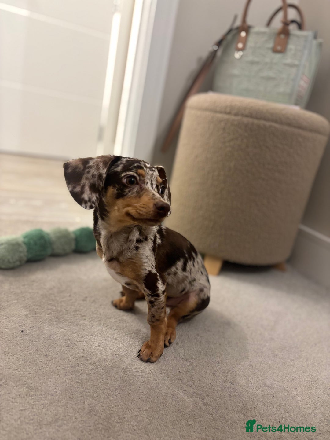 Mixed Breed dogs for sale: Chiweenie puppy - Advert 7