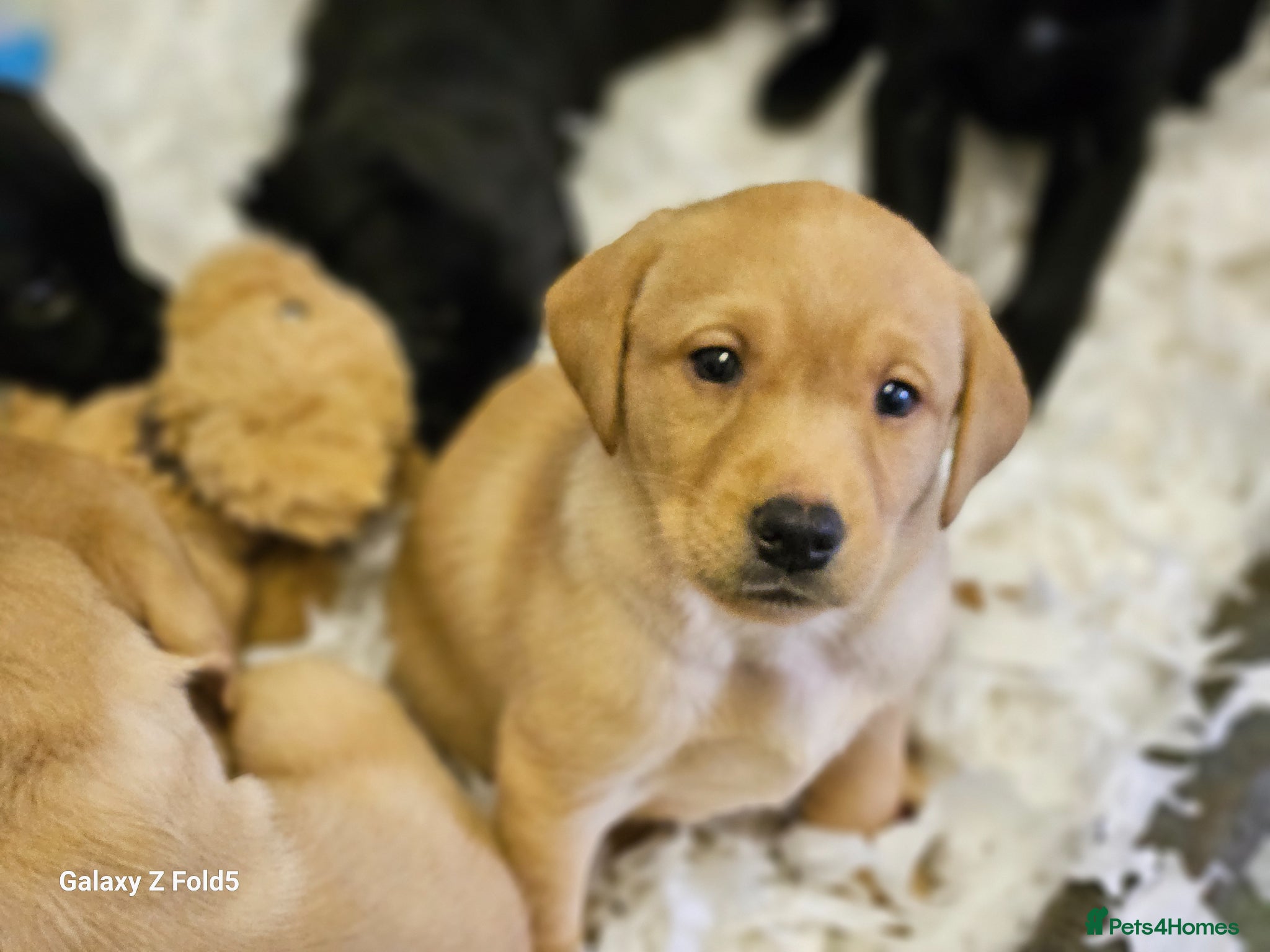 Labrador Retriever dogs Stunning Litter KC Reg  Red, Yellow & Black - Advert 2