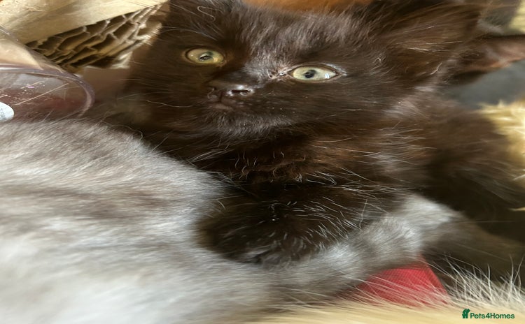 Mixed Breed cats - Advert 7