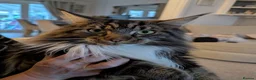 Maine Coon cats for sale: Maincoon, male - Advert 4