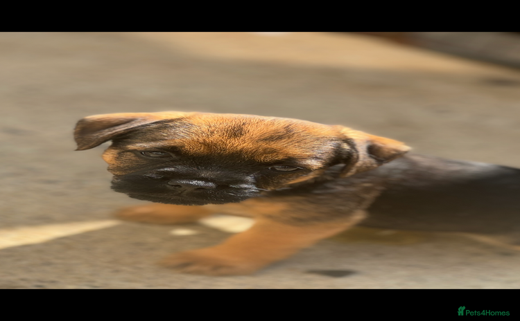 Border Terrier dogs - Advert 1