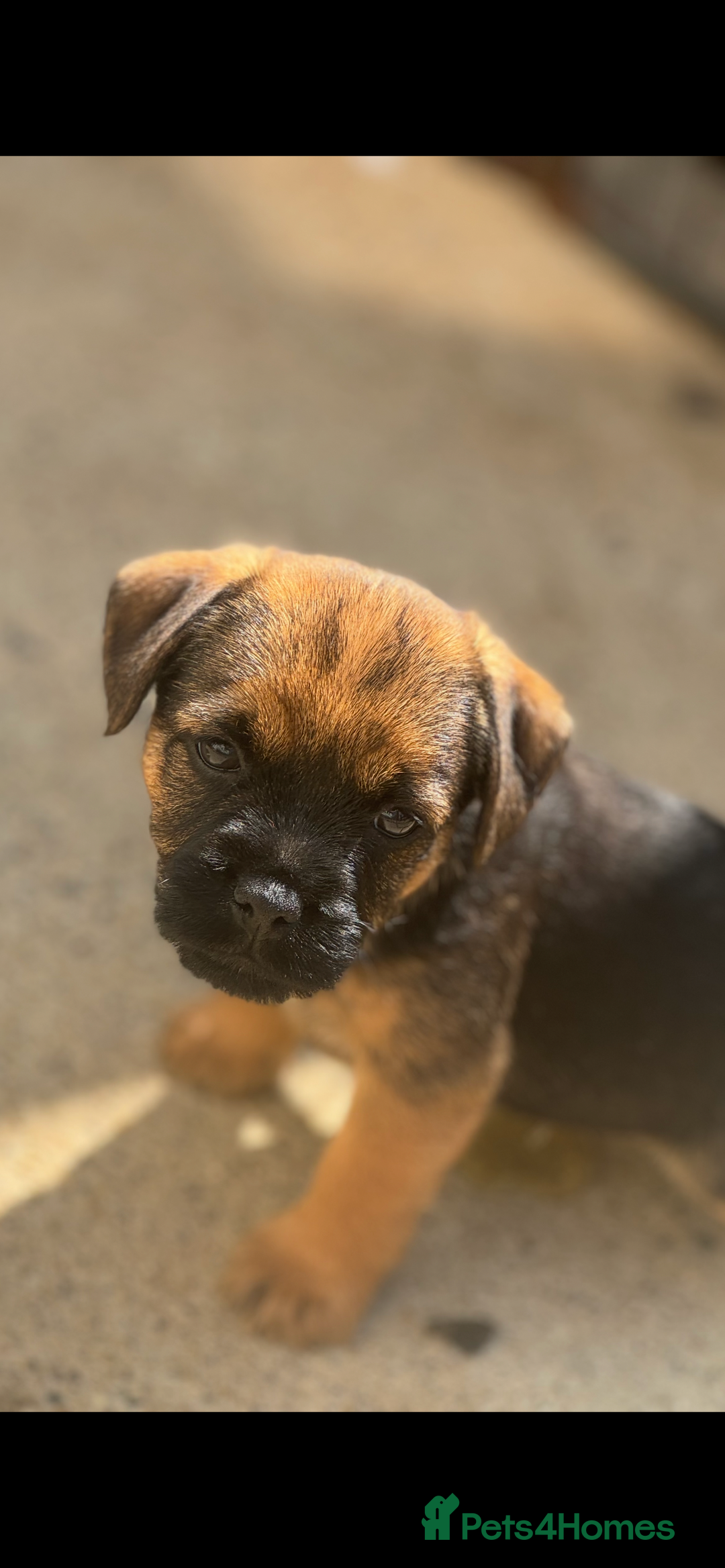 Border Terrier dogs for sale:  Border Terrier puppies  - Image 1