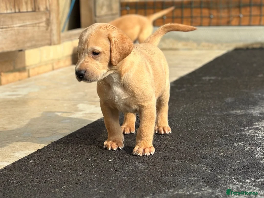 Labrador Retriever dogs for sale: KC REGISTERED LABRADOR PUPPIES - Advert 26