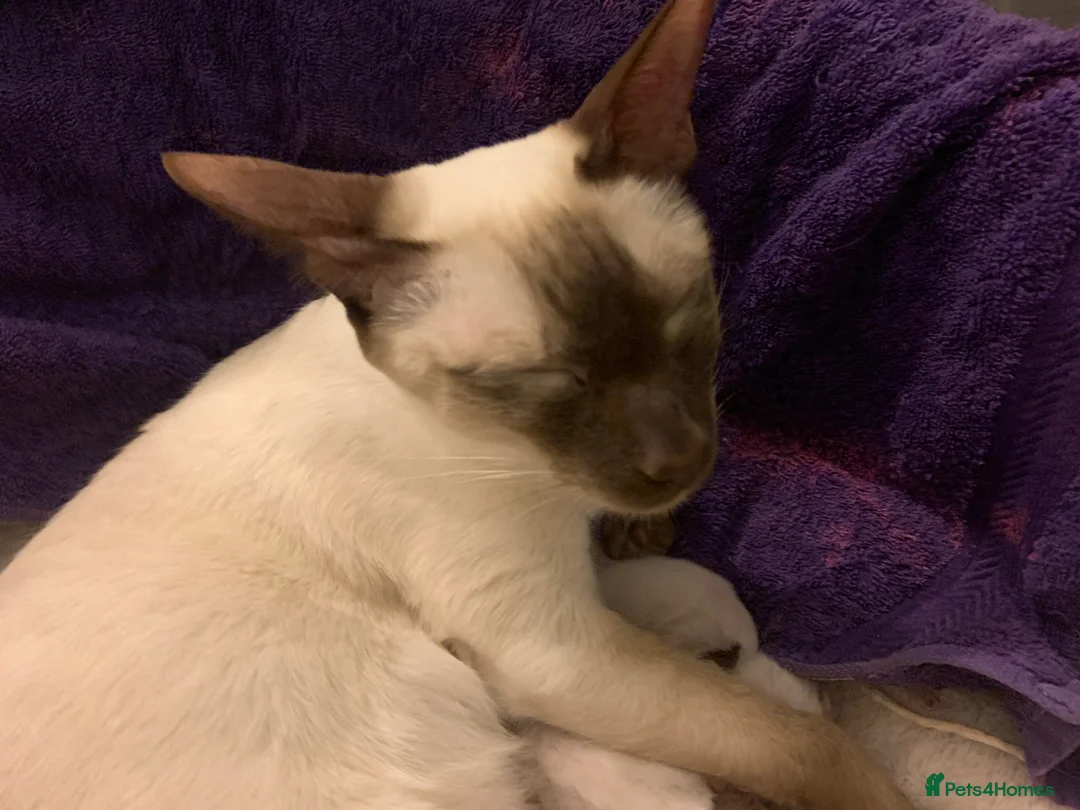Siamese cats for sale: Siamese chocolate point and lilac point  in Leicester - Advert 1