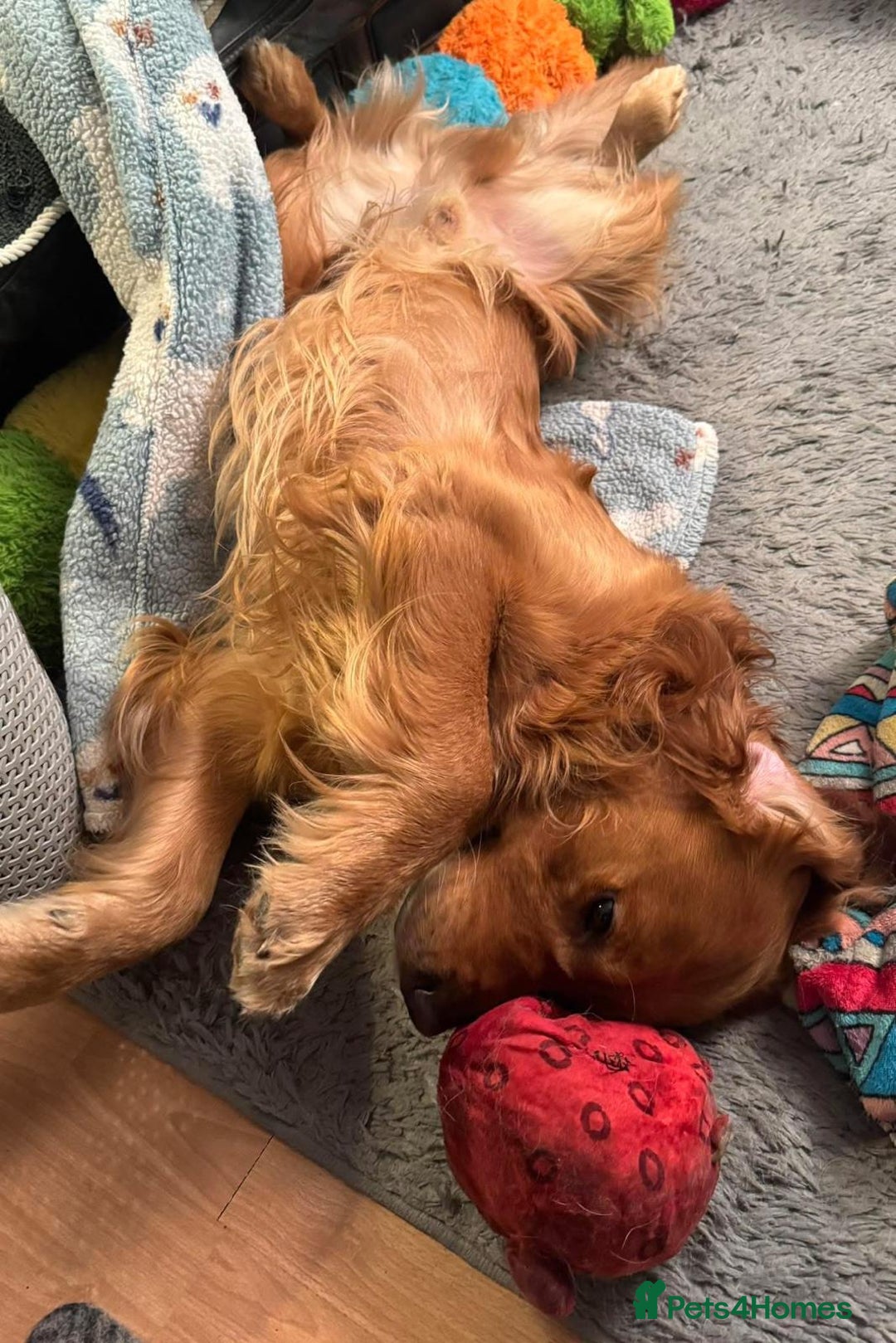 Golden Retriever dogs for sale: Amazing shades long awaited litter - Advert 20