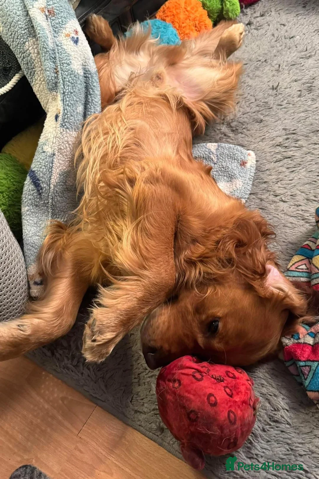 Golden Retriever dogs for sale: Amazing shades long awaited litter - Advert 15