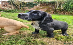 Cocker Spaniel dogs for sale: KC reg Cocker Spaniel Puppies. 1 Black Boy left - Image 4
