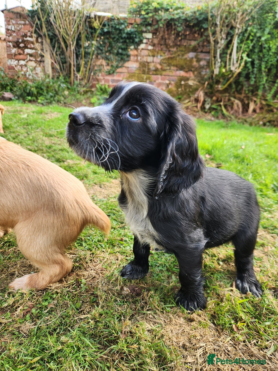 Cocker Spaniel dogs for sale: KC reg Cocker Spaniel Puppies. 1 Black Boy left - Image 4