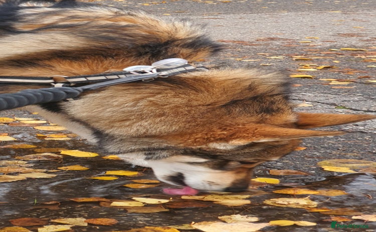 Saarloos Wolfdog dogs - Advert 1