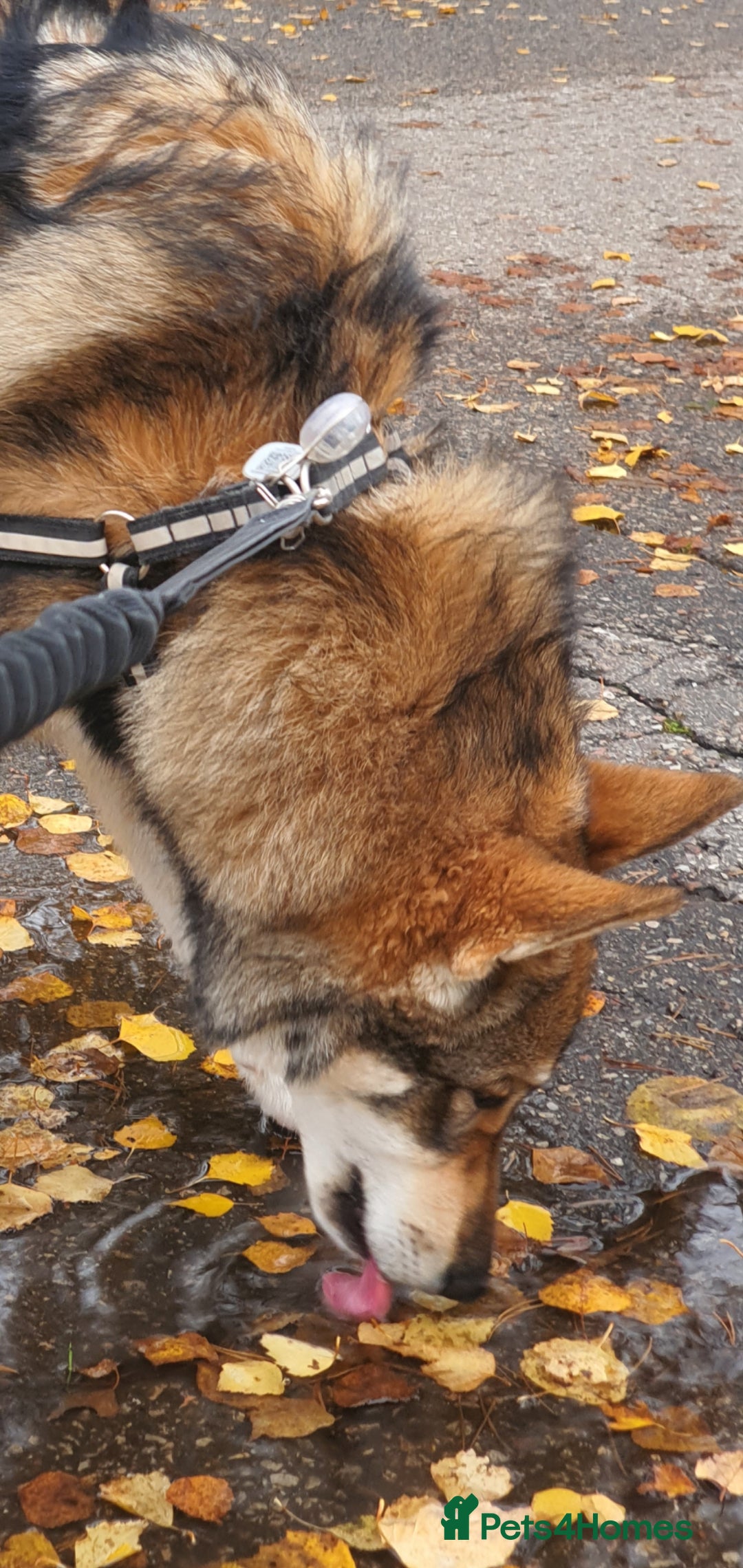 Saarloos Wolfdog dogs for sale: WEST SIBERIAN LAIKA TRAINED IMPORTED VIDEOS - Image 1